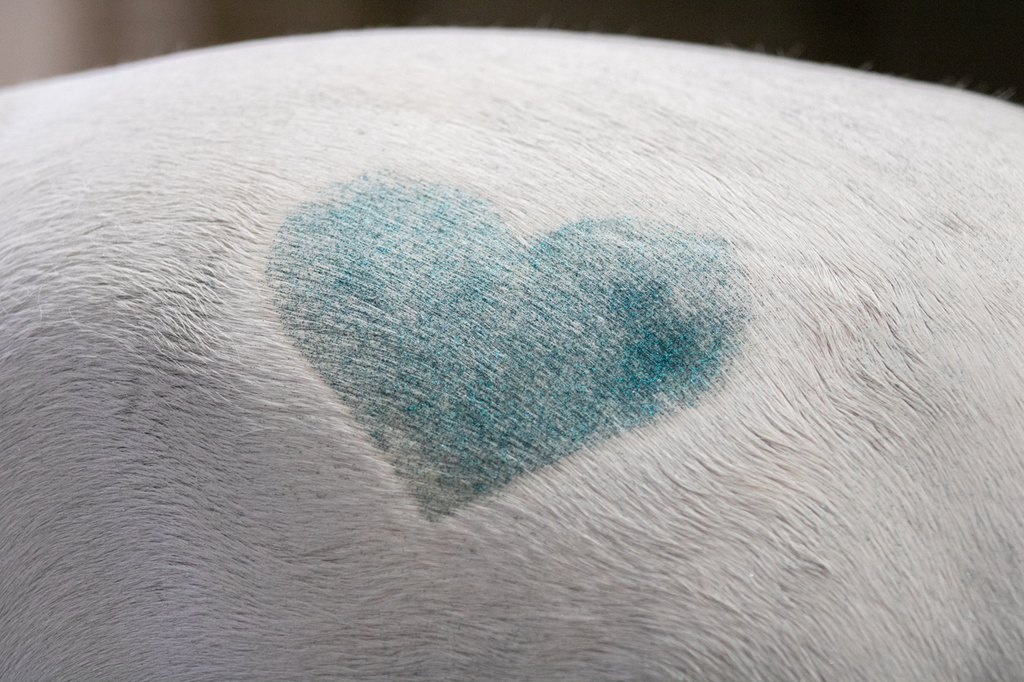 Excellent Horse Hi Gloss Glitter Spray Silver 250 ml