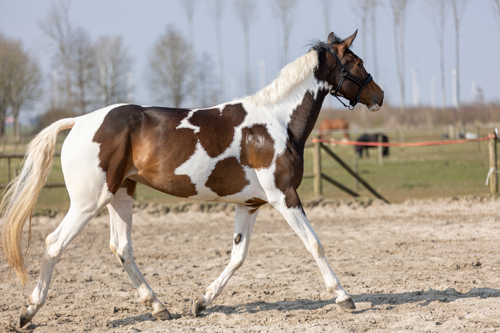 Excellent Horse Hi Gloss Glitter Spray Silver 250 ml