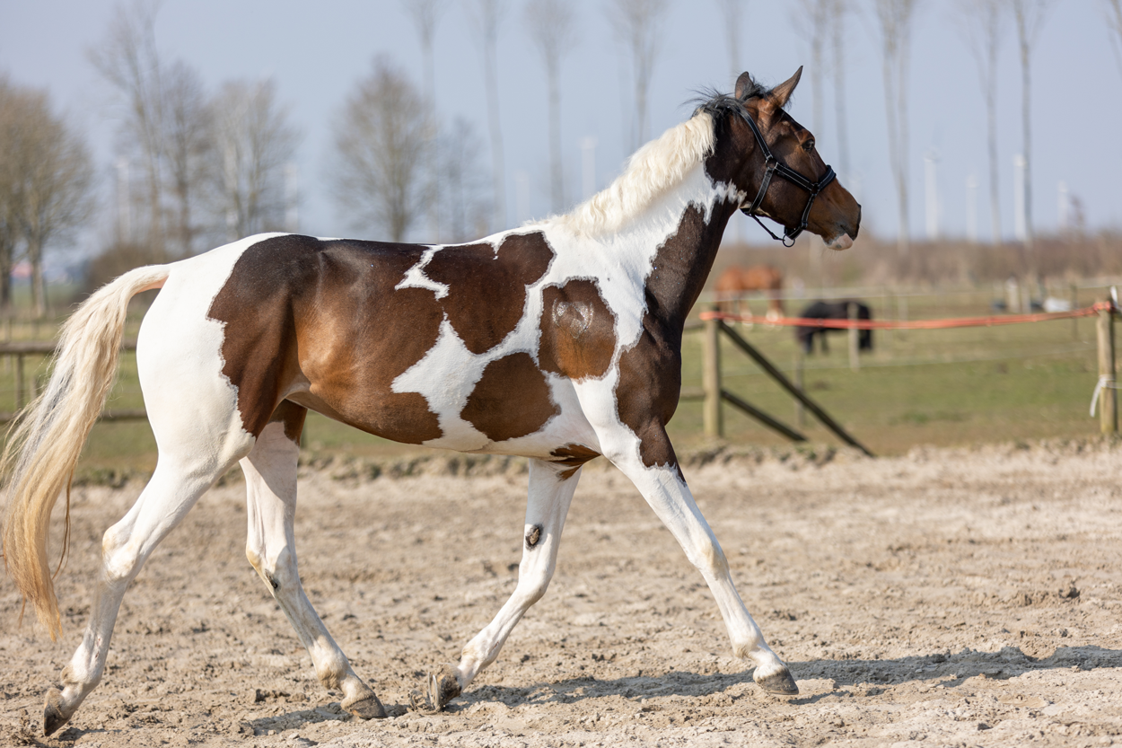 Excellent Horse Hi Gloss Glitter Spray Silver 250 ml